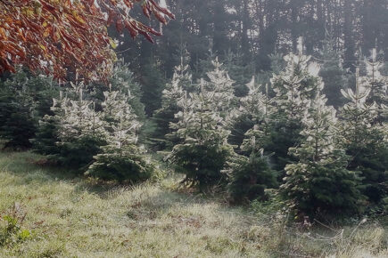 York Christmas Trees provide a haven for wildlife, new research shows