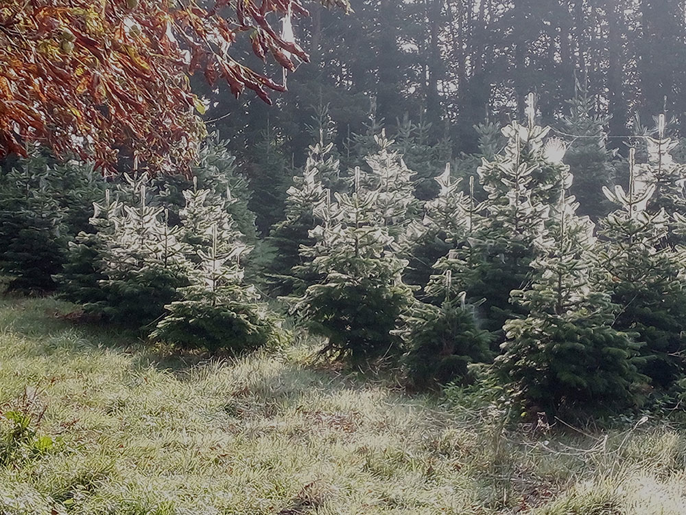 York Christmas Trees provide a haven for wildlife, new research shows