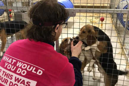 Man from York arrested after dogs are stolen from a research facility