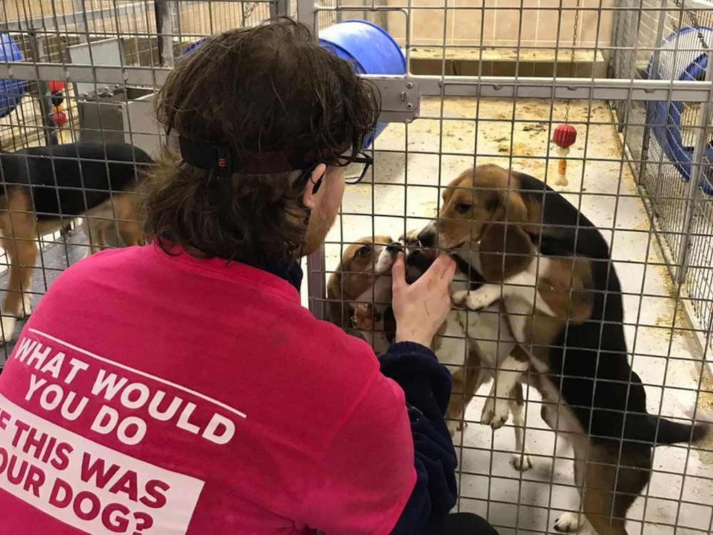 Man from York arrested after dogs are stolen from a research facility