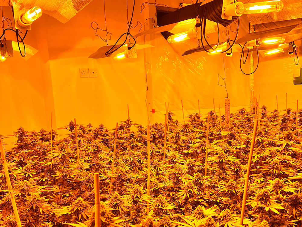 Police discovered this in a York suburb after a tip-off by a neighbour
