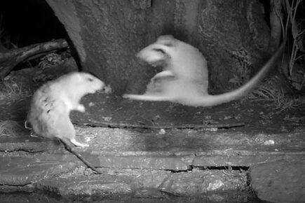 Watch: Kickboxing rats star in new wildlife videos by North Yorkshire filmmaker