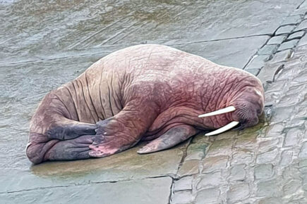 Walrus Thor becomes a hit after arriving in Scarborough