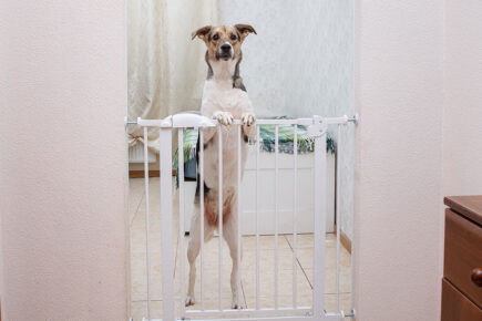 Fire crews rescue York dog who got its head stuck in a baby gate