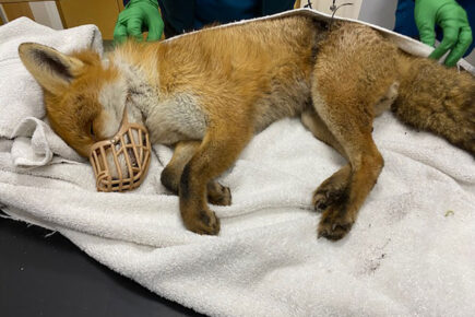 Fox suffers ‘horrific injuries’ after illegal snare set in York suburb