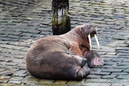 Watch: Thor the walrus bids farewell to Scarborough and sets off to sea again