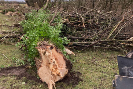 Fury as trees are ripped out and habitat destroyed at York nature reserve