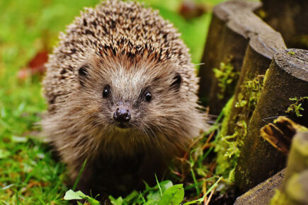 This York organisation has won a gold award for being hedgehog friendly