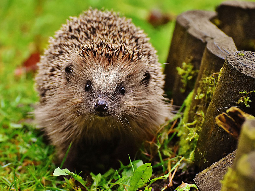 This York organisation has won a gold award for being hedgehog friendly