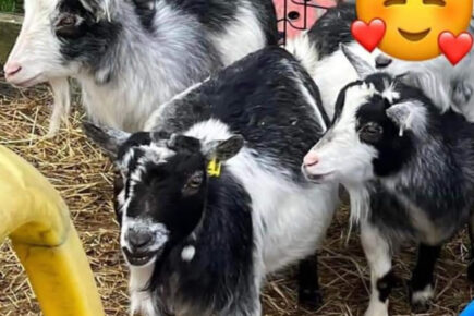 Three pygmy goats stolen – Police appeal for public’s help