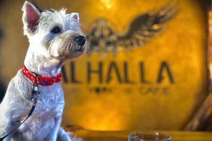 Ten of the best dog-friendly pubs in York