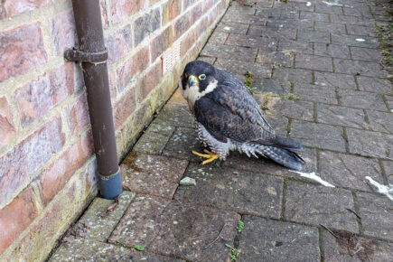 Investigation after York Minster peregrine falcon found blind and suffering in city garden