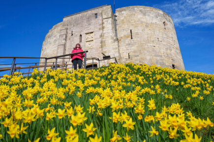 Stunning springtime display at Clifford’s Tower thanks to 100,000 new daffodils