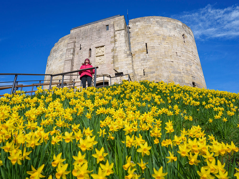 Stunning springtime display at Clifford’s Tower thanks to 100,000 new daffodils