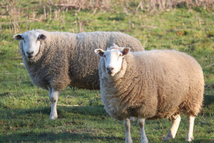 Two pregnant sheep shot in York – Police launch investigation