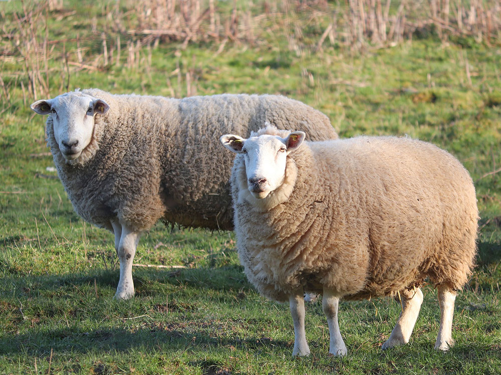 Two pregnant sheep shot in York – Police launch investigation