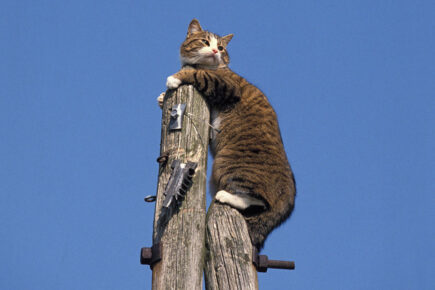 Firefighters rescue cat stuck up a telegraph pole in York