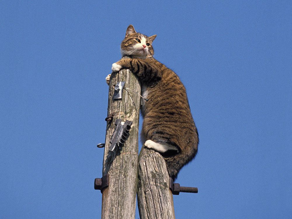 Firefighters rescue cat stuck up a telegraph pole in York