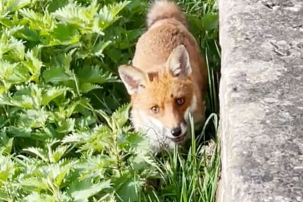 Watch: Video shows a fox pouncing on a rat from York city walls