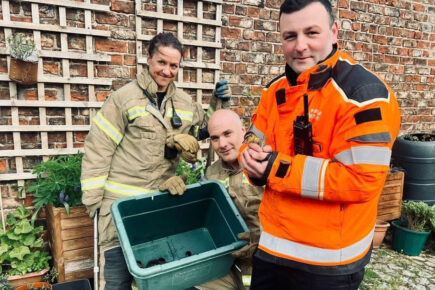 York ducklings in distress saved by fire crew