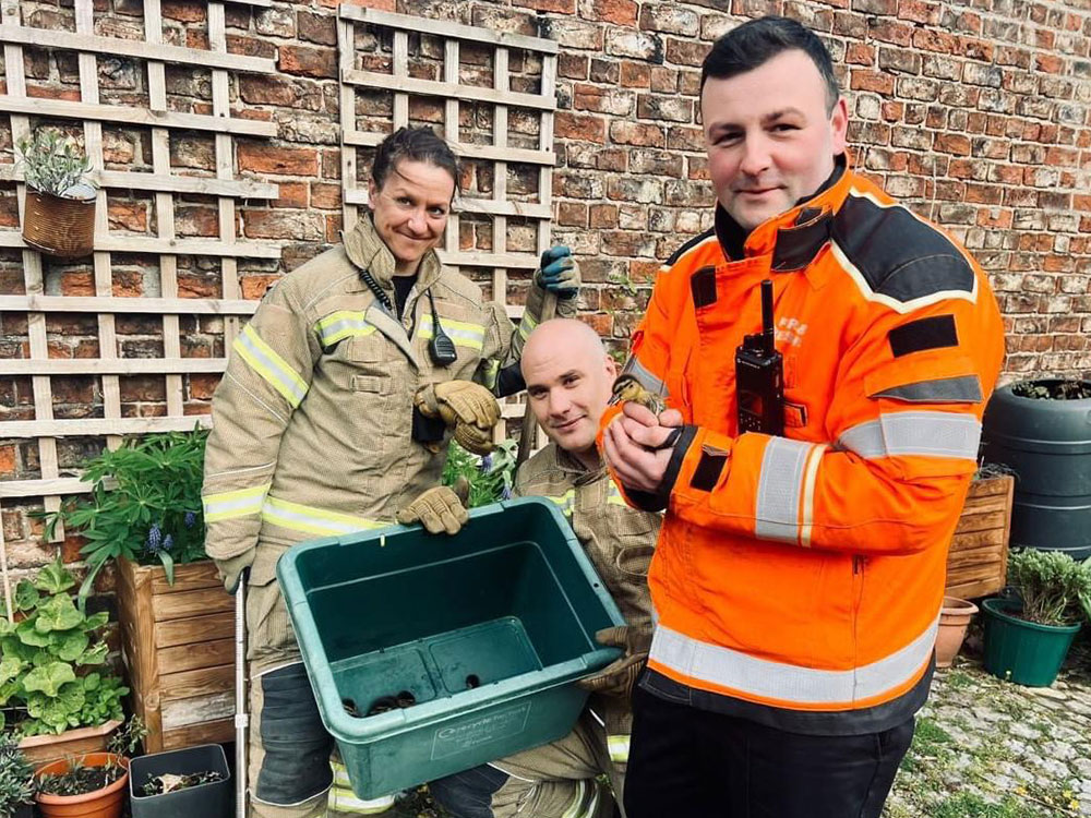 York ducklings in distress saved by fire crew