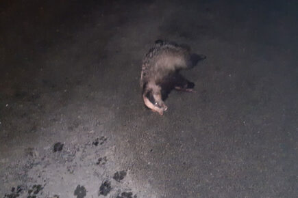 Five men arrested after dogs attack and kill badger in North Yorkshire