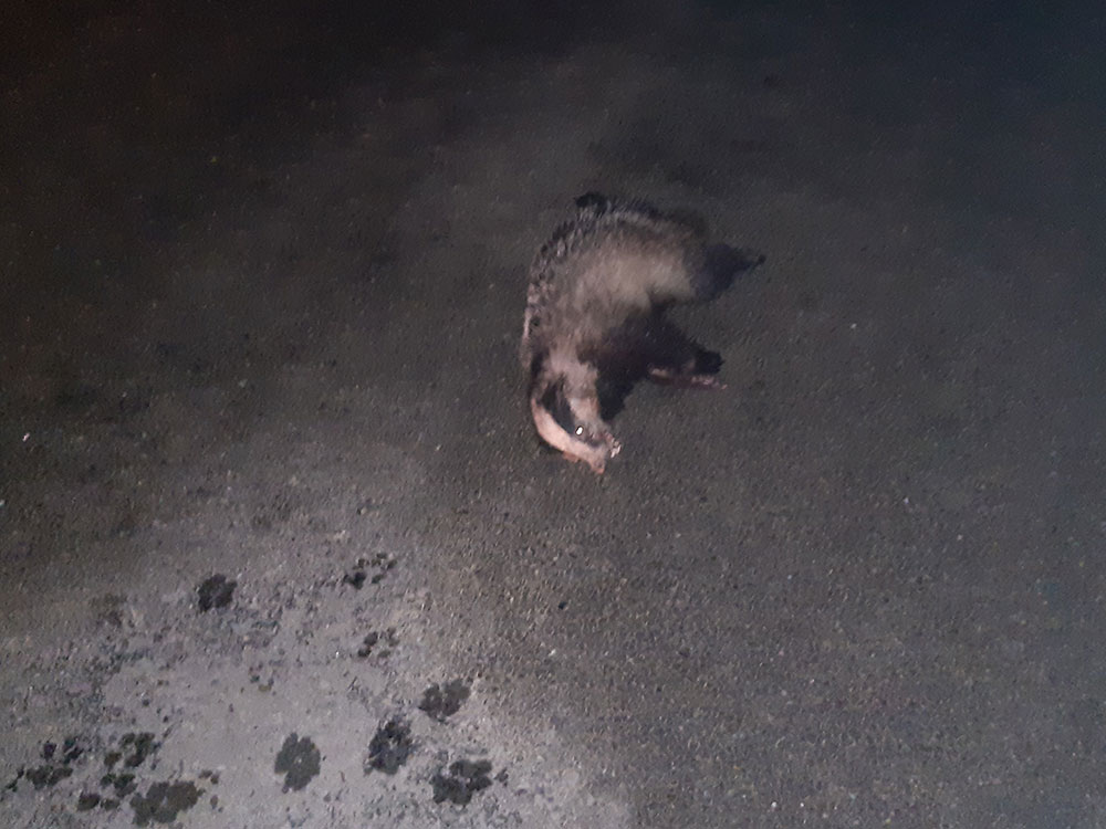 Five men arrested after dogs attack and kill badger in North Yorkshire