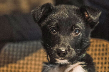 ‘He’s my little Ukrainian soldier’: York photographer saves dog from war zone