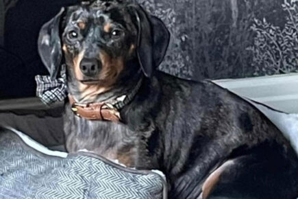 Updated: Dog dies after rocks were thrown at car from York bridge
