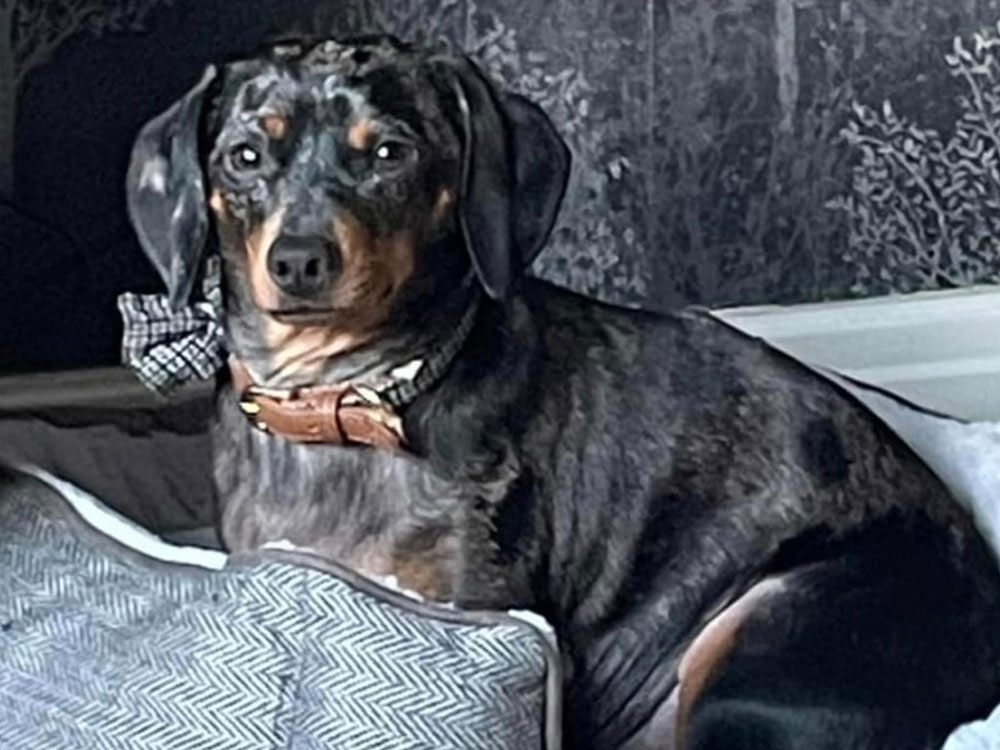 Updated: Dog dies after rocks were thrown at car from York bridge