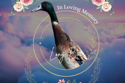 RIP Long Boi: Tributes pour in as legendary duck declared dead