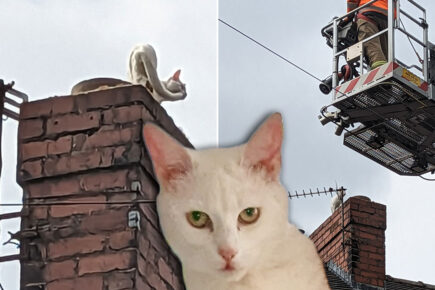 Pictures: Frosty the deaf cat rescued from York chimney top after a nervy night