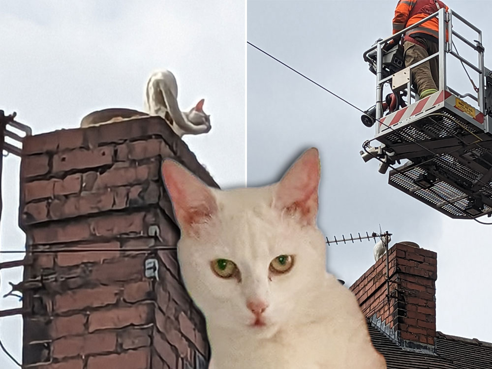 Pictures: Frosty the deaf cat rescued from York chimney top after a nervy night