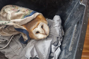 Man sentenced after causing ‘horrific injuries’ to barn owl