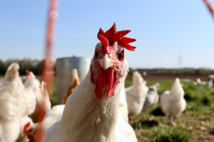 Former Ripper detective promises free chickens if he is elected North Yorkshire mayor