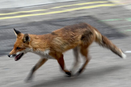 Watch: Fox spotted on busy York shopping street