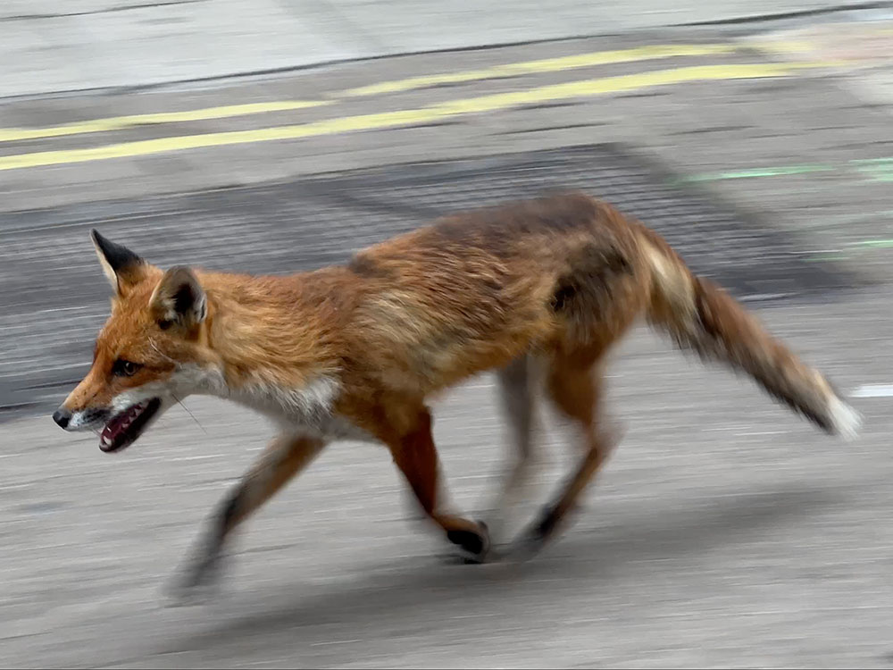 Watch: Fox spotted on busy York shopping street