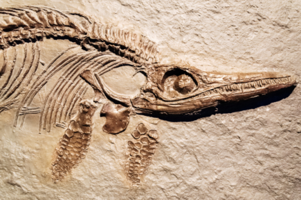 New exhibition at York museum is set to be fossil-tastic
