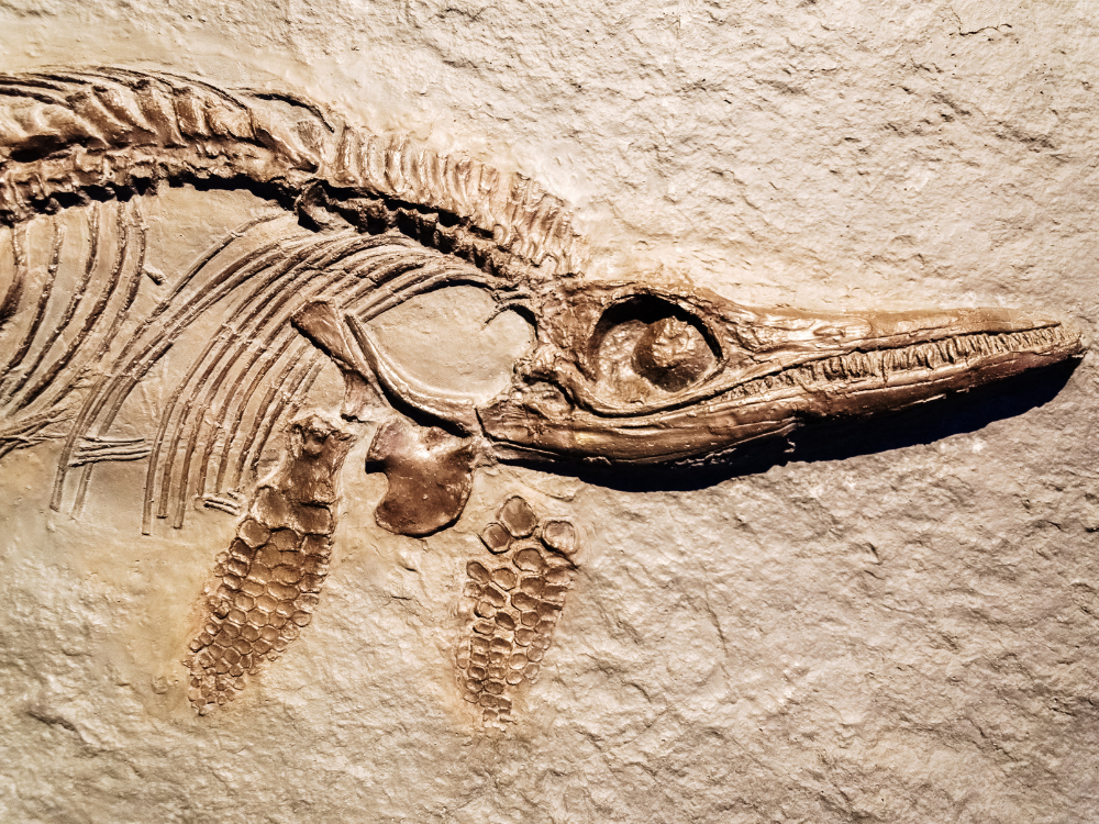 New exhibition at York museum is set to be fossil-tastic