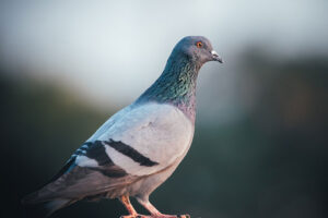 Teenagers to learn about animal cruelty and make bird boxes after killing a pigeon