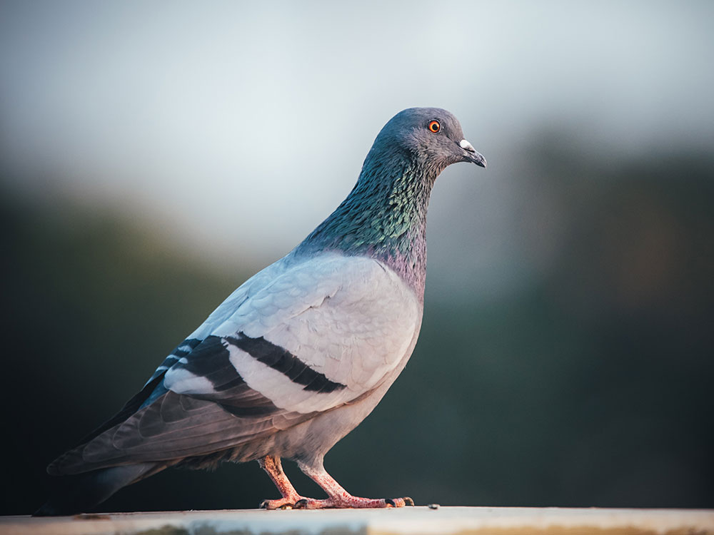 Teenagers to learn about animal cruelty and make bird boxes after killing a pigeon
