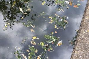 Hundreds of fish found dead in York river – Investigation launched into possible pollution