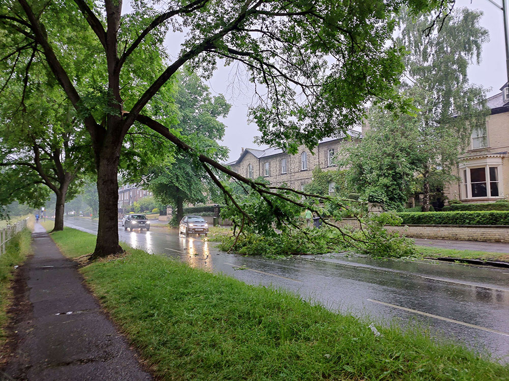 Updated: Tree branch cleared from main York road