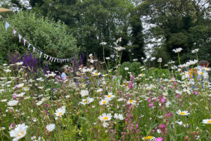 ‘We need so much more of this across the city’:  Beautiful community orchard opens in York