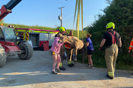 Pictures: York firefighters rescue Bumble the pony
