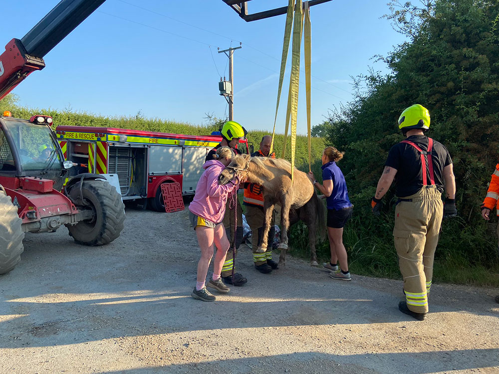 Pictures: York firefighters rescue Bumble the pony