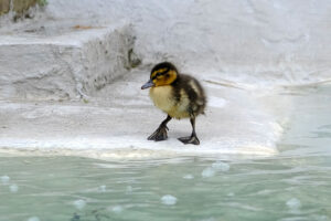 Aww! Mother duck and duckings move into new home – the York fountain