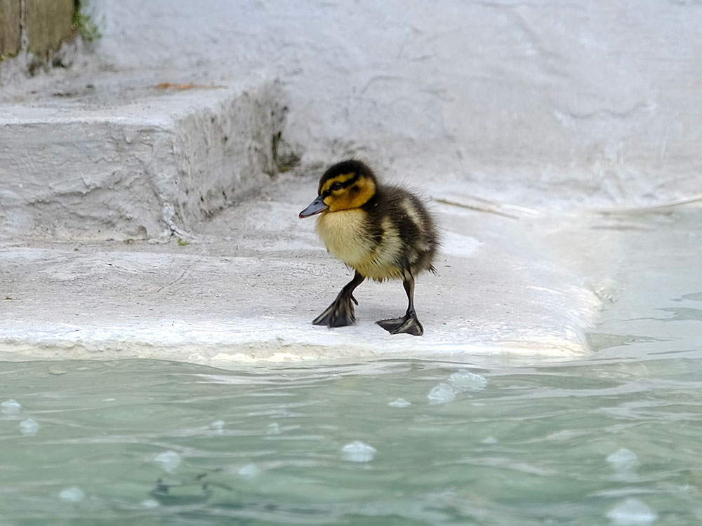 Aww! Mother duck and duckings move into new home – the York fountain