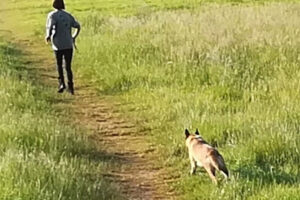 Out-of-control dog attacks jogger in ‘frightening’ incident on York Knavesmire