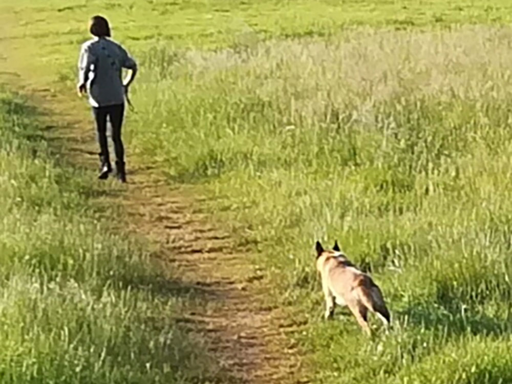 Out-of-control dog attacks jogger in ‘frightening’ incident on York Knavesmire